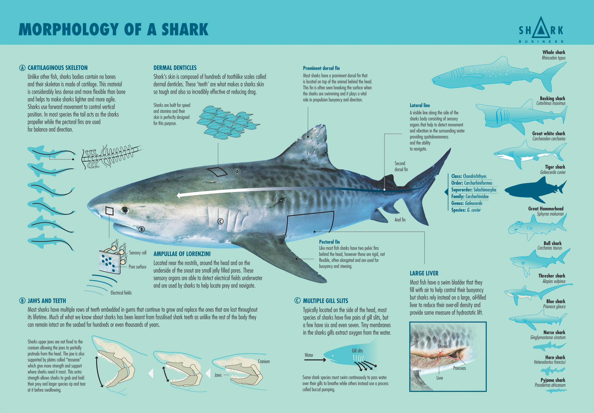 What is a shark? – Shark Business